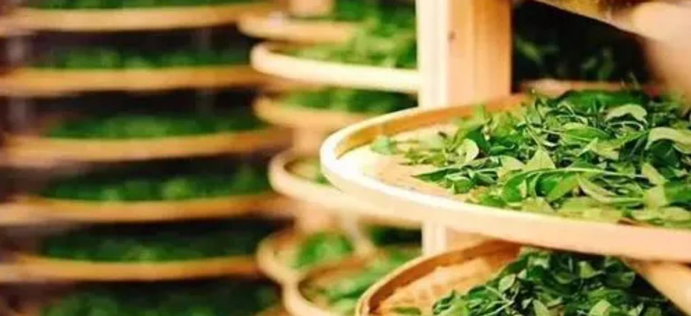 一斤干茶叶要多少鲜茶叶