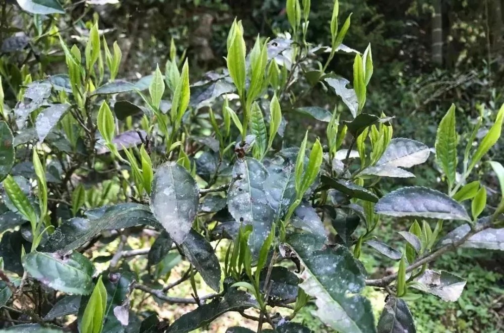 金骏眉菜茶指的是什么