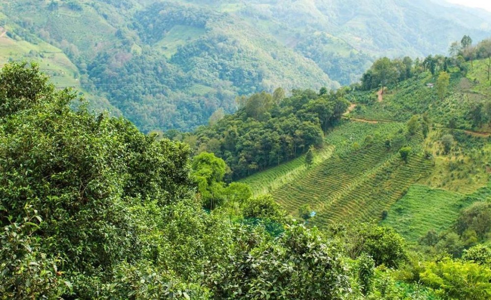 图说普洱茶的山头，三大茶区以及特色茶品