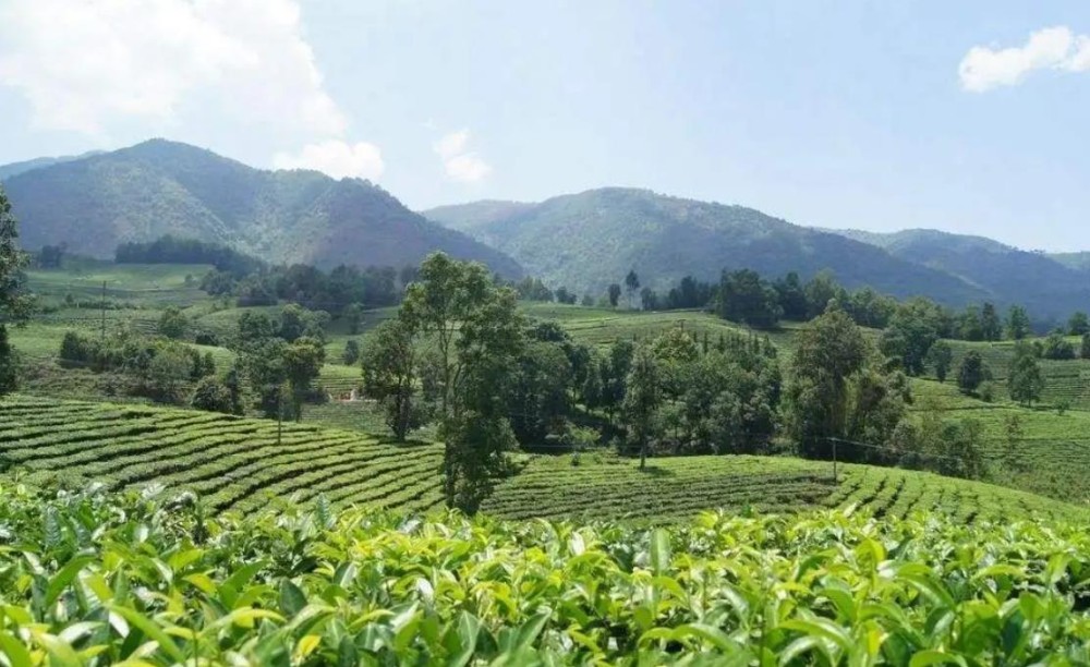 保山茶区有哪些茶以及特点