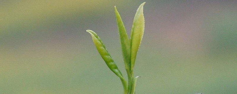 雨前明前茶什么意思