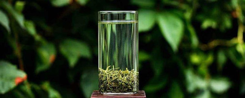 崂山绿茶属于什么茶