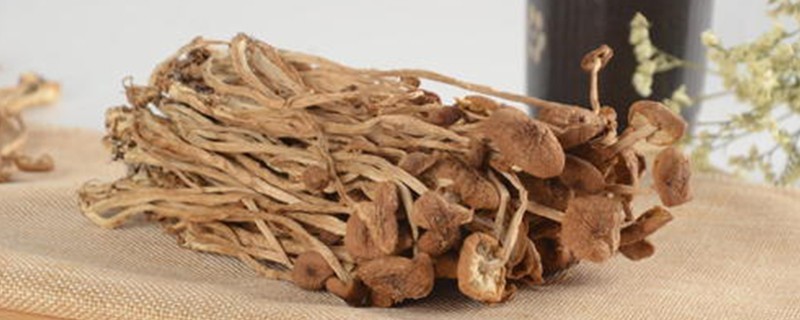 茶树菇禁忌