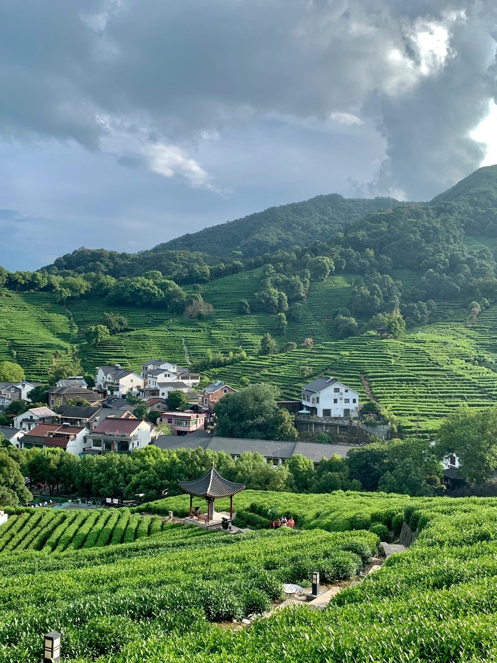 龙井村 | 满眼的绿意茶色,空气里都是茶的香芬