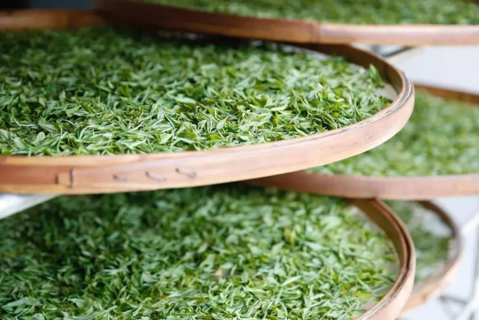 绿茶杀青温度应该在多少