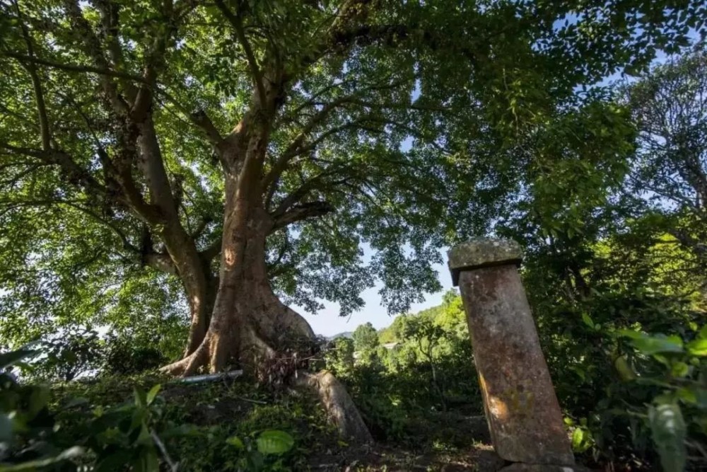 “岁俸京师”之迷帝古茶,“迷倒”皇帝的好茶