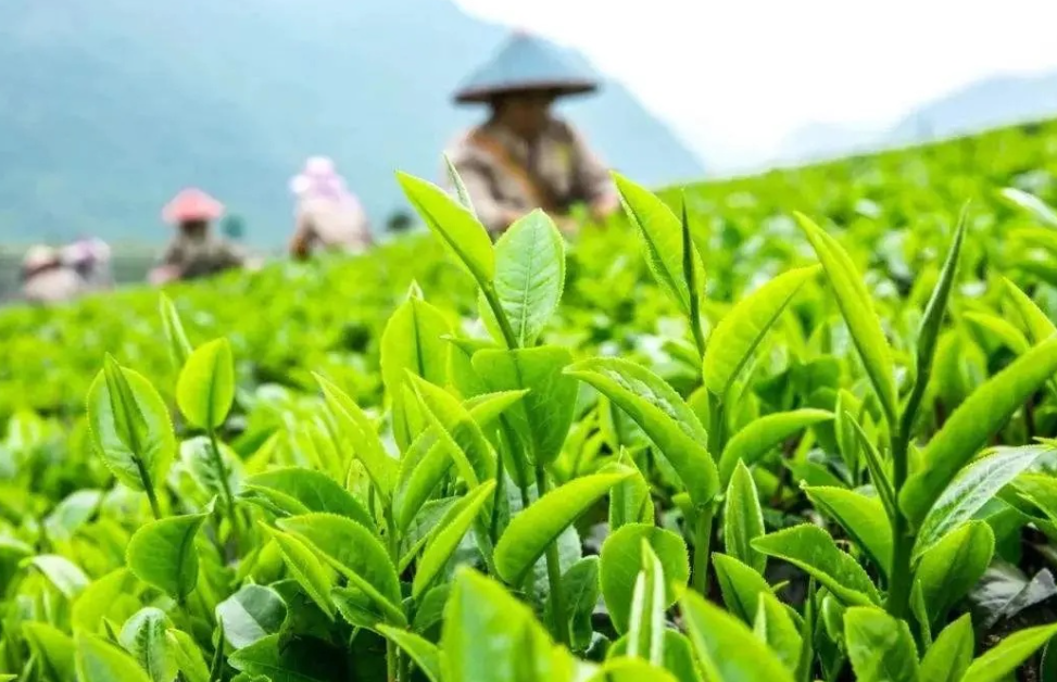 一次性把中国茶讲清楚(建议收藏)