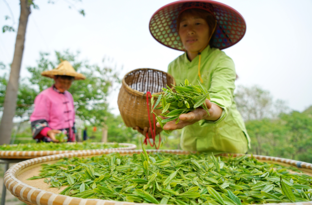 湿坯毛坯和足干分别是什么意思