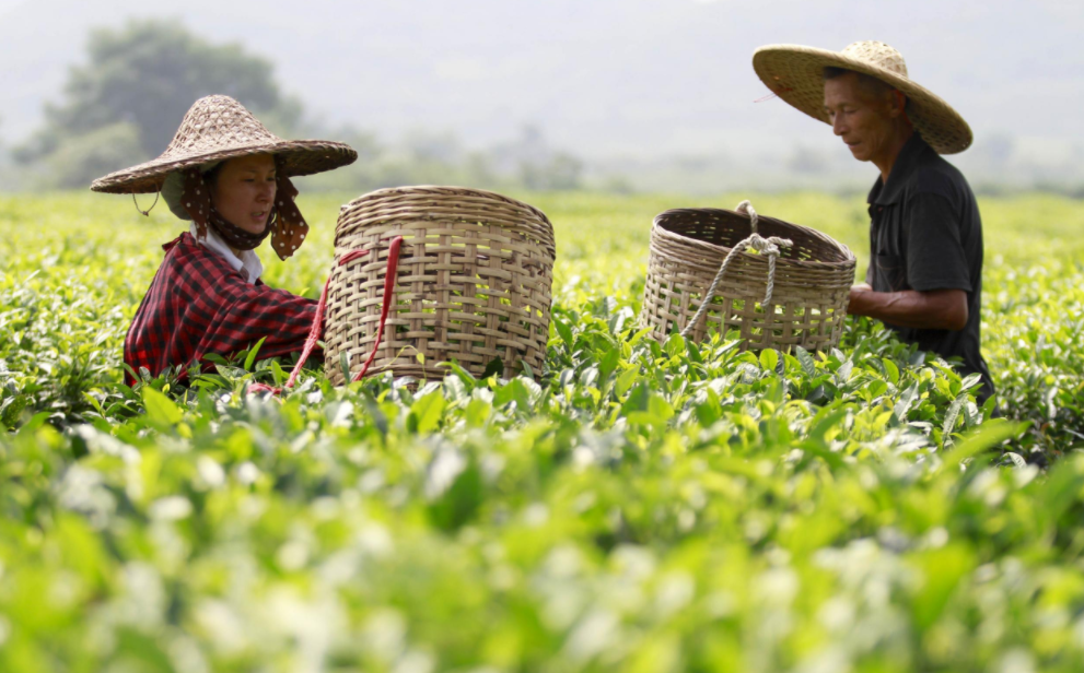 一杯春茶鲜,一文看懂全国春茶采摘时间