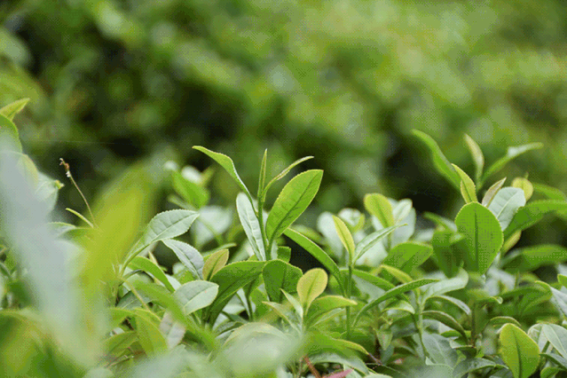 第一批春茶已经来了!春茶采购必知三大硬知识,你都知道吗