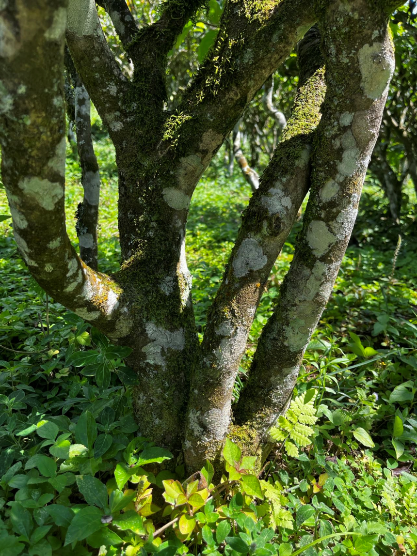 普洱茶区——老乌山