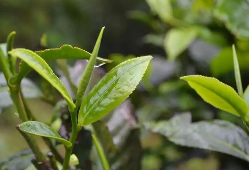 临沧茶区有哪些山头