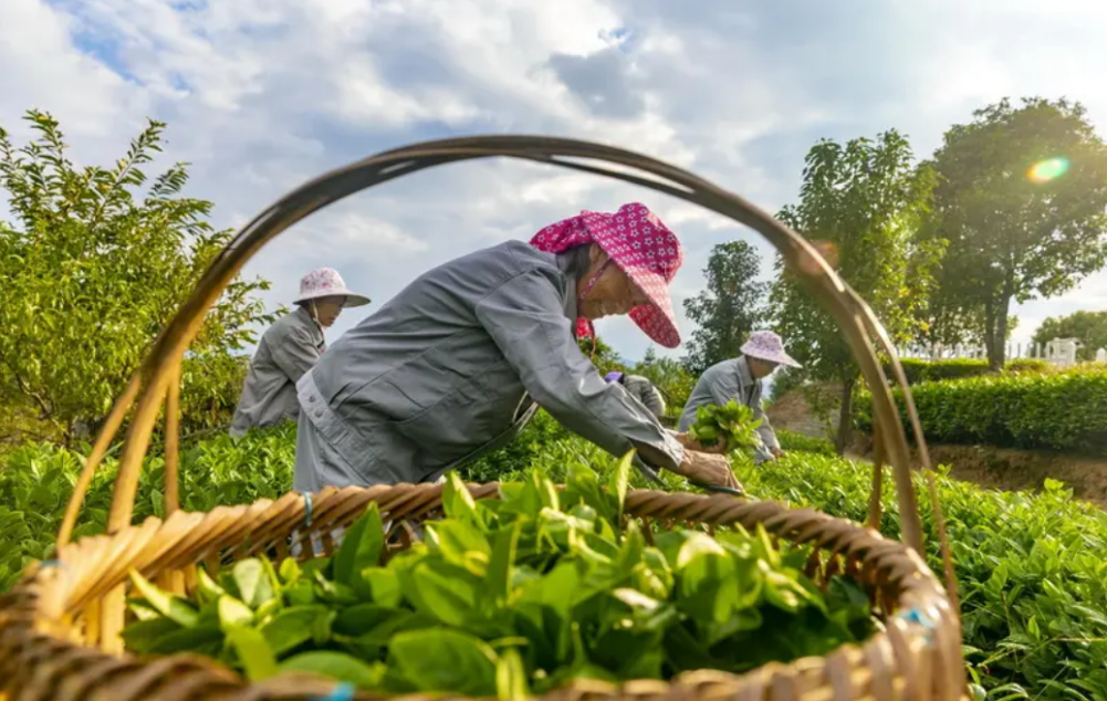 世界80%的茶叶,产自这几个国家