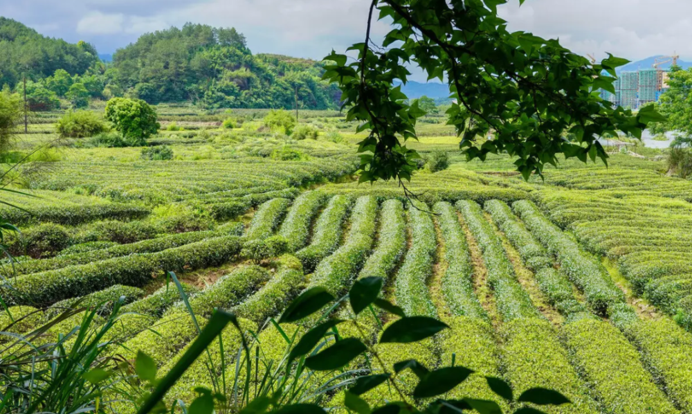 什么是平地茶