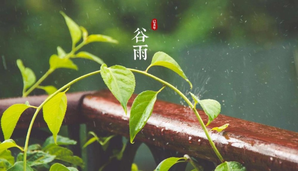 谷雨茶是红茶还是绿茶