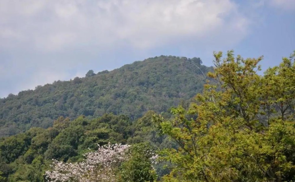 滑竹梁子属于六大茶山吗