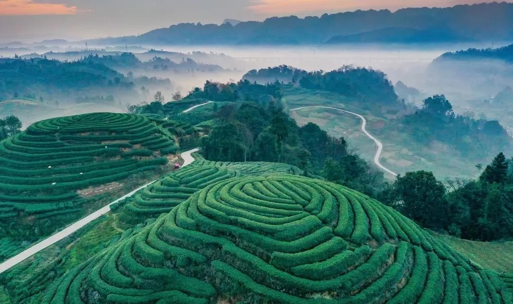 四川种植茶的优势有哪些