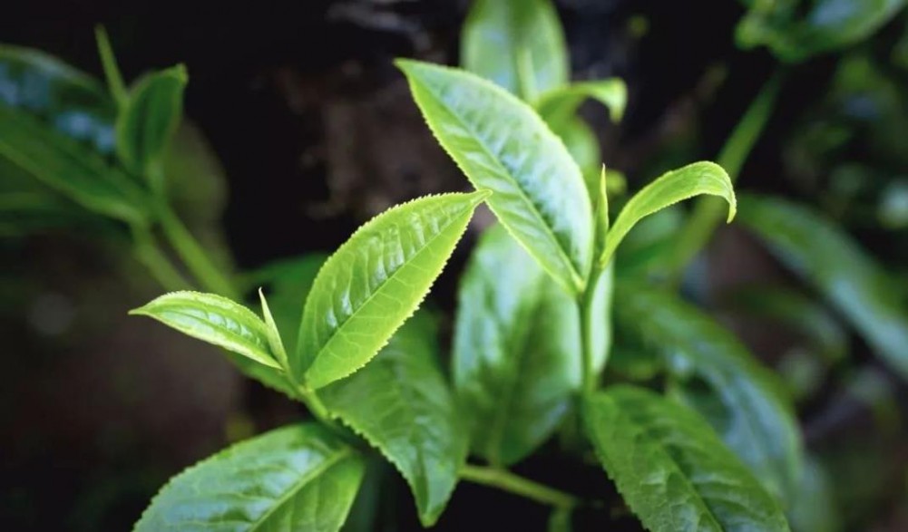 晒青绿茶有哪些茶