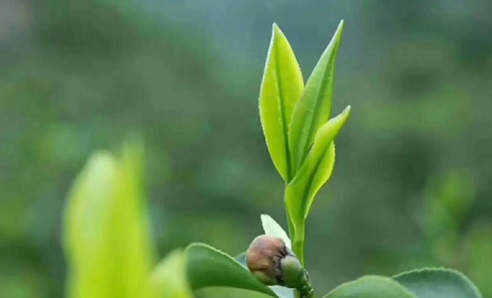 茶叶的生长周期是怎样的