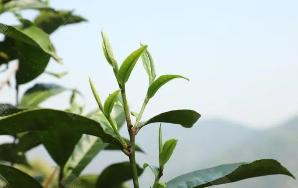 班章、老班章、新班章、大班章，到底有什么区别