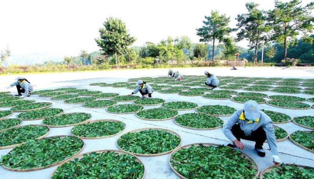 中国六大茶类及主要制作工艺