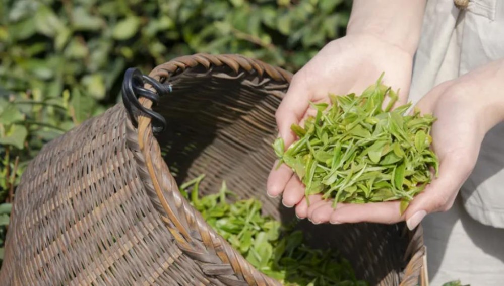 贡眉和寿眉采摘的时间