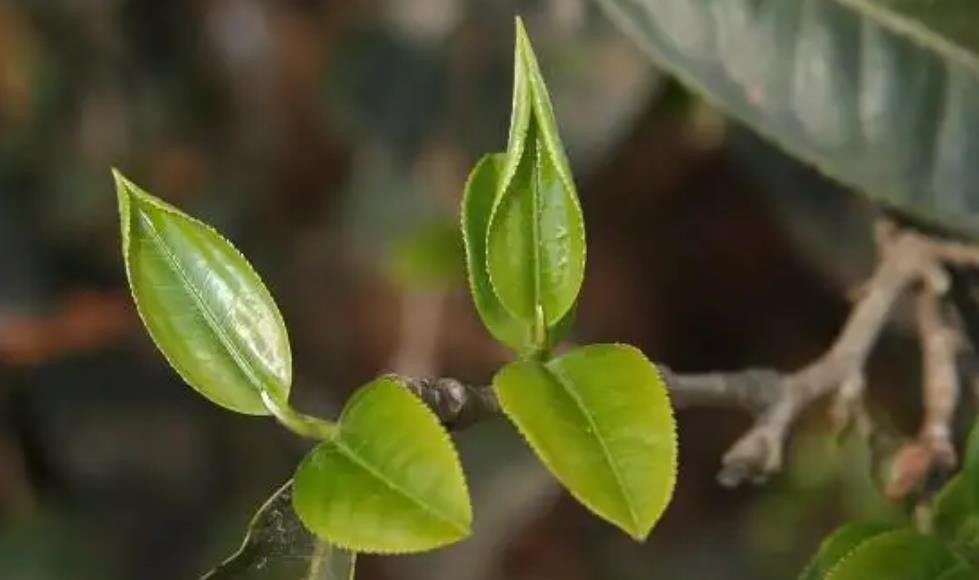 对夹叶指的是什么意思