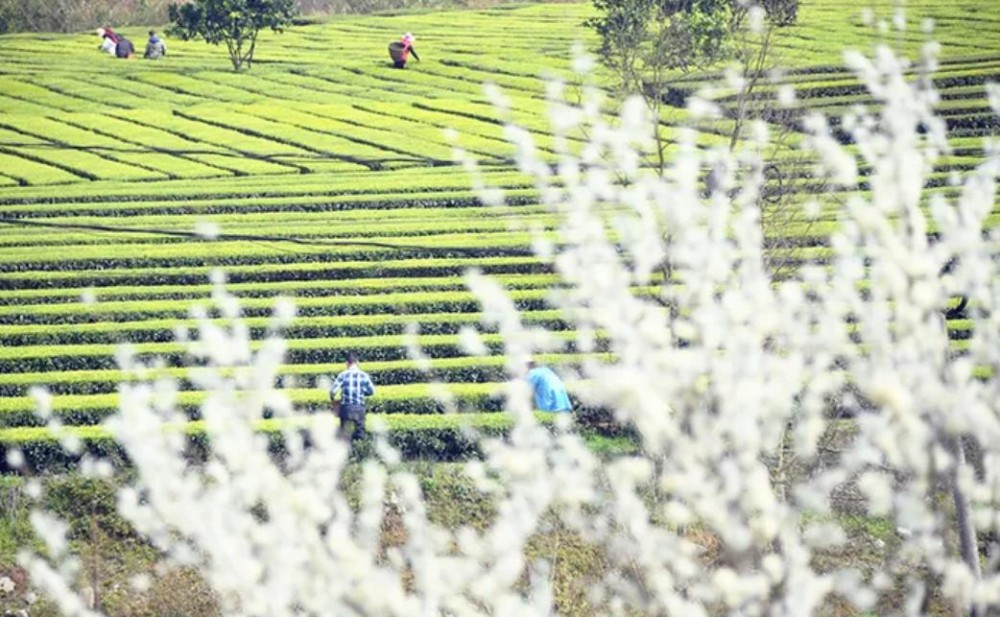 头采茶、头春茶、明前茶、雨前茶，看完这些就懂了