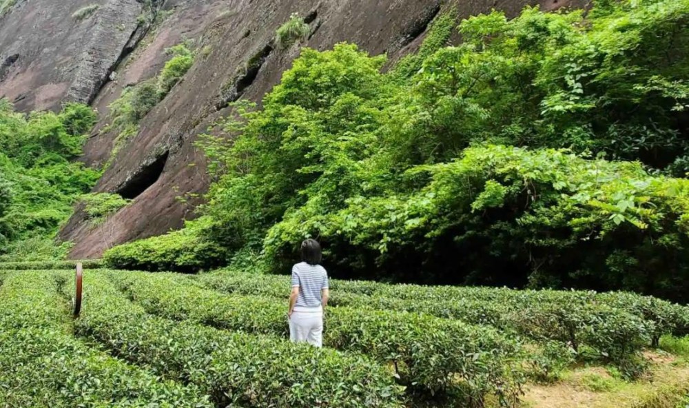 茶叶品质形成的主要因素是那些