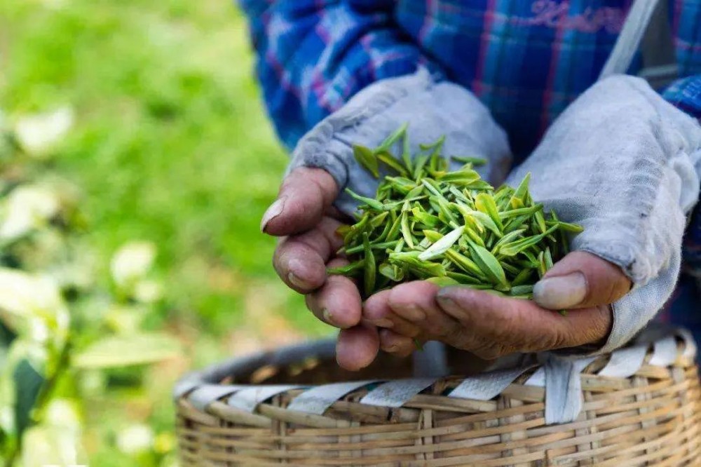 采茶叶一天能采多少斤