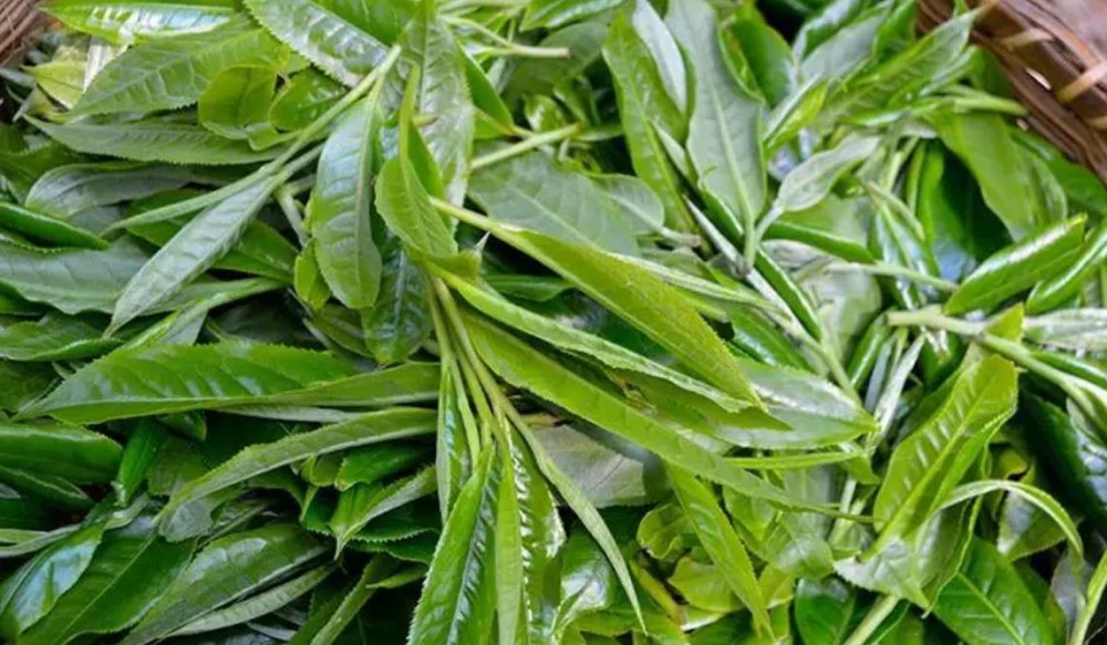 普洱茶的七村八寨指的是哪些