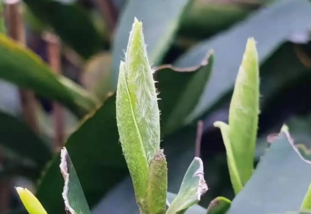 茶叶上的绒毛叫什么
