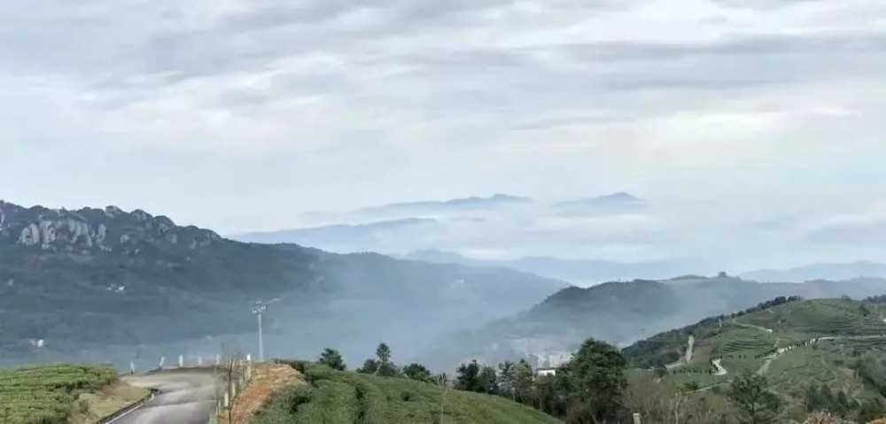 点头镇白茶特点