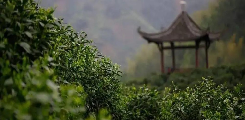 黄山毛峰核心产区