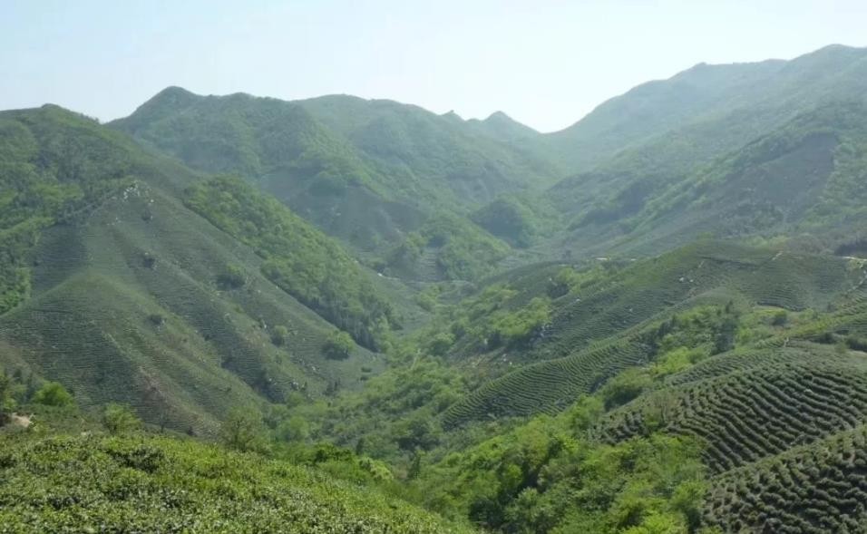 信阳毛尖核心产区