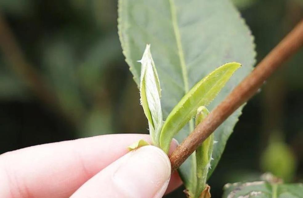 茶毫怎么形成的