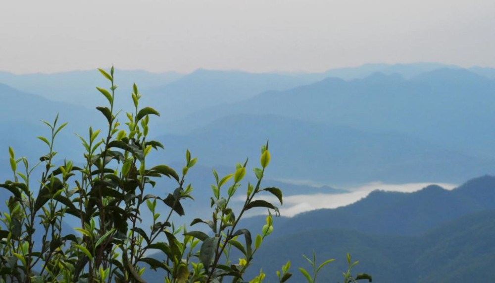 临沧四小龙指的是哪些茶叶山头