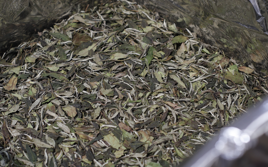 白牡丹属于什么茶