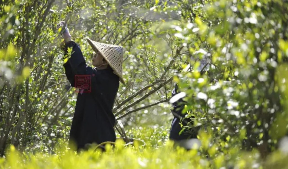 荒野茶有哪些优点