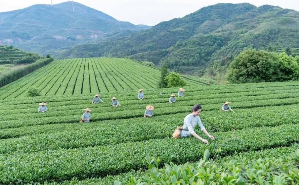 铁观音产地