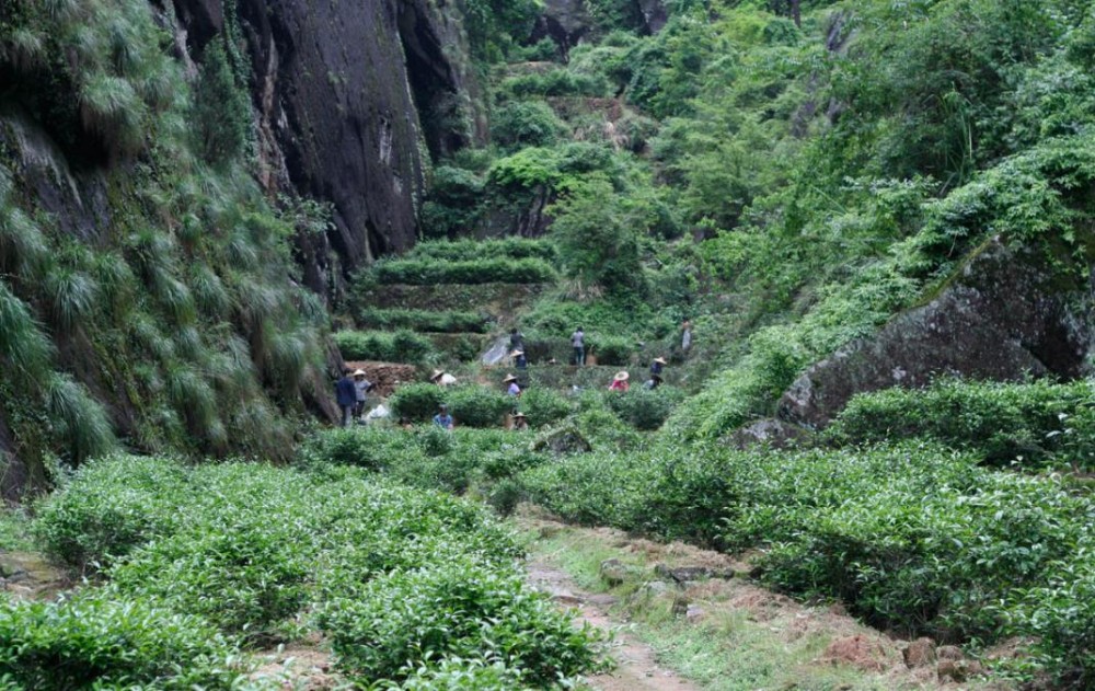 岩茶竹窠的窠是什么意思