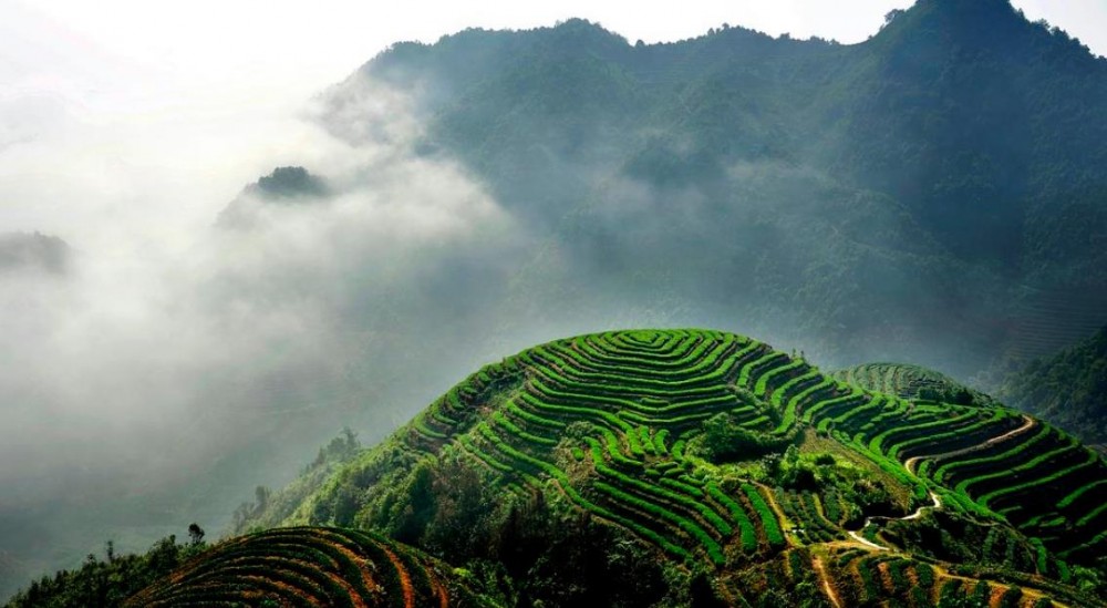 高山云雾指的是什么茶