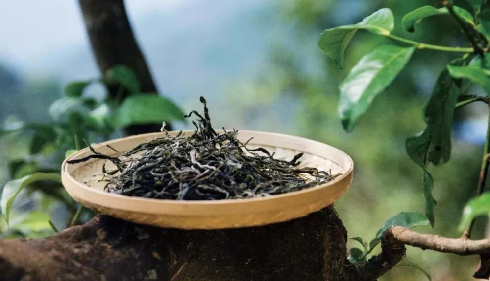 古树茶是什么茶