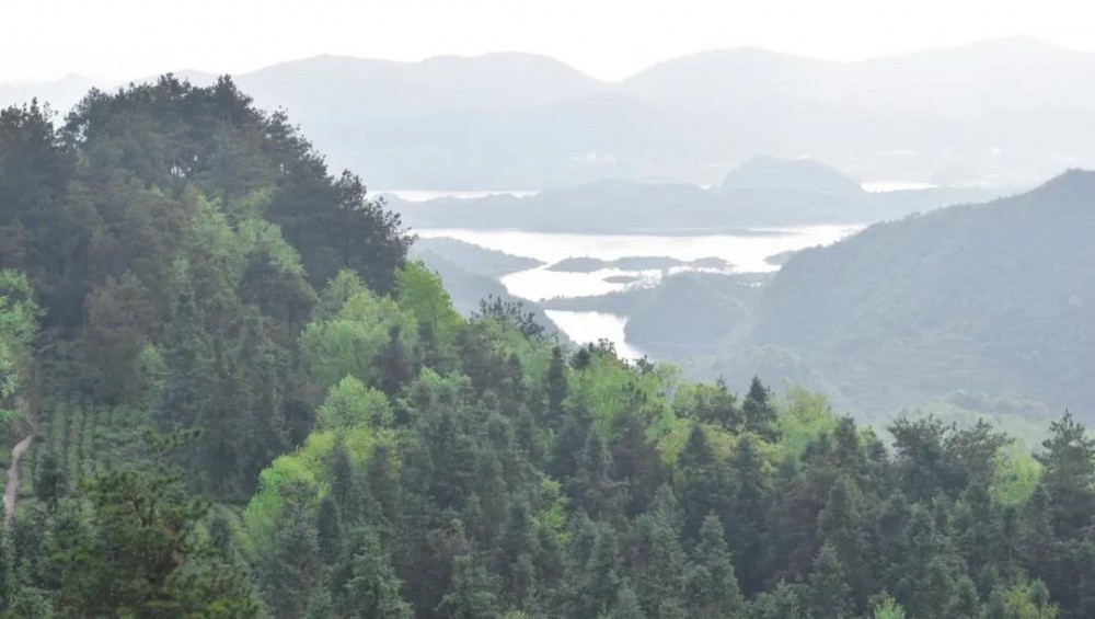 九龙山茶区在江西省哪个市哪个县