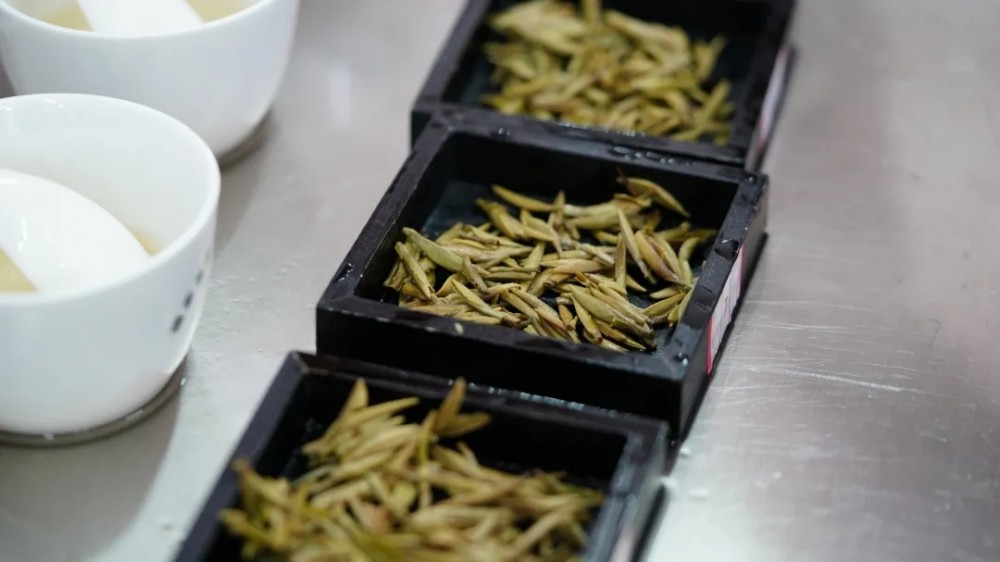 品鉴福鼎白茶,如何从叶底看出好坏