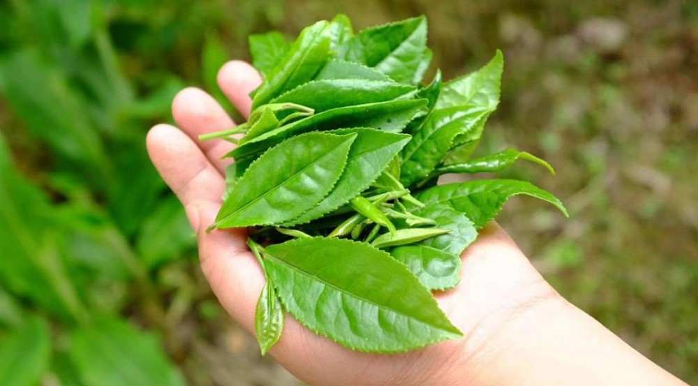 茶叶分为几种类型