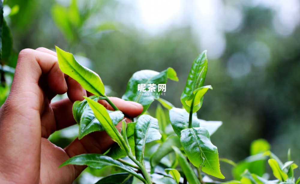 茶叶如何分类,分类依据是什么