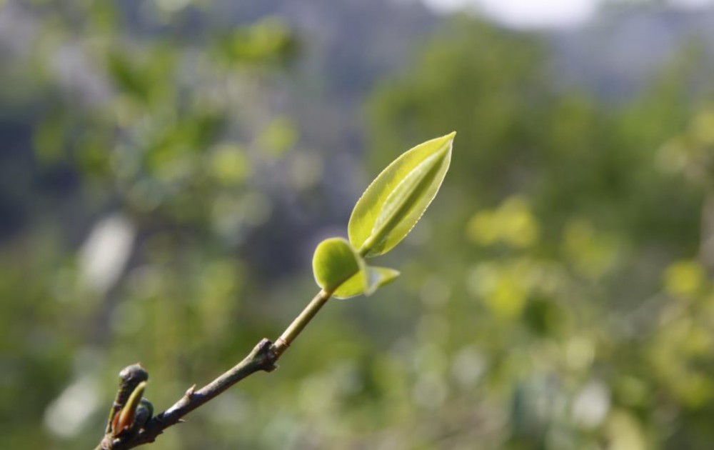 几个关于茶叶的基本常识，很多人都错了