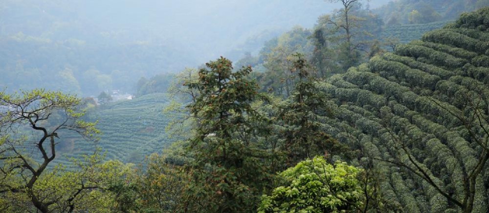 西湖龙井茶园主要分布地特点