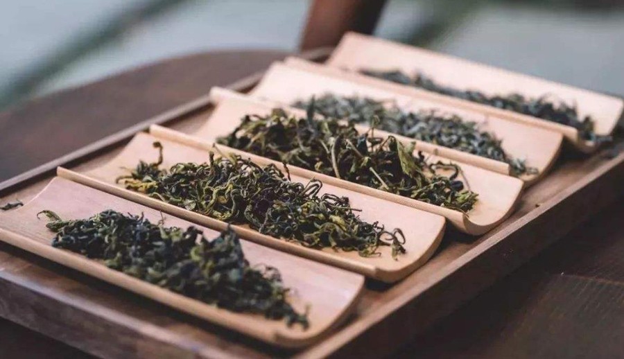 浙江黄茶有哪些